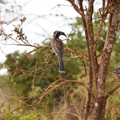 Lophoceros nasutus