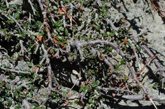 Cotoneaster microphyllus