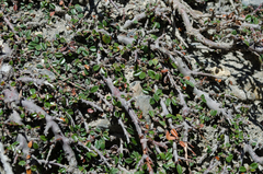 Cotoneaster microphyllus