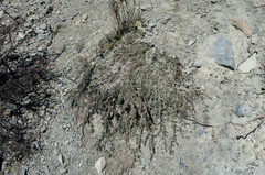 Cotoneaster microphyllus