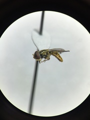 Toxomerus marginatus