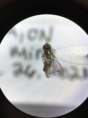 Toxomerus marginatus