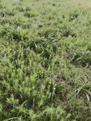 Hypoxis hemerocallidea