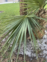 Sabal palmetto