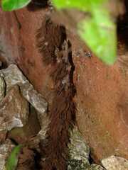 Stemonitis