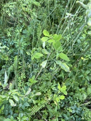 Fraxinus caroliniana