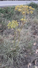 Peucedanum officinale