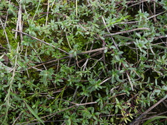 Thymus embergeri