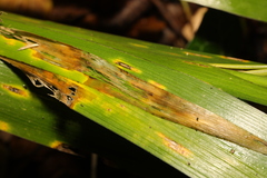 Puccinia iridis