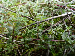 Thymus embergeri