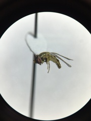 Toxomerus marginatus