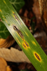 Puccinia iridis