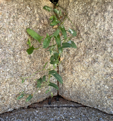 Convolvulus arvensis