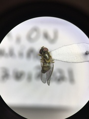 Toxomerus marginatus