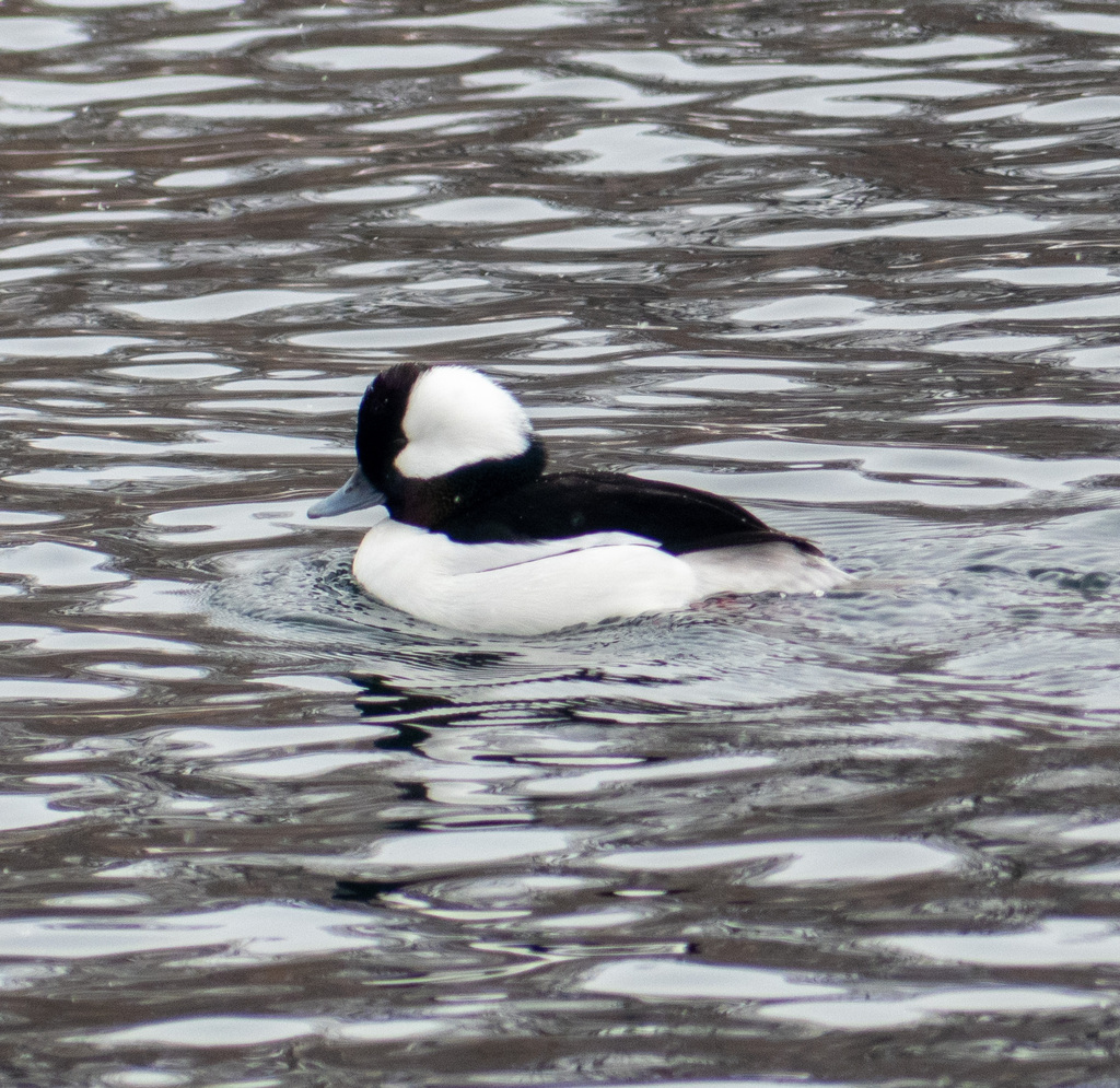 Bufflehead from Denver, Colorado, United States on November 29, 2022 at ...