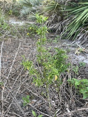 Diplacus aurantiacus