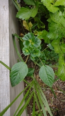 Acalypha