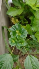 Acalypha