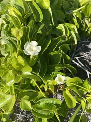 Echites umbellatus