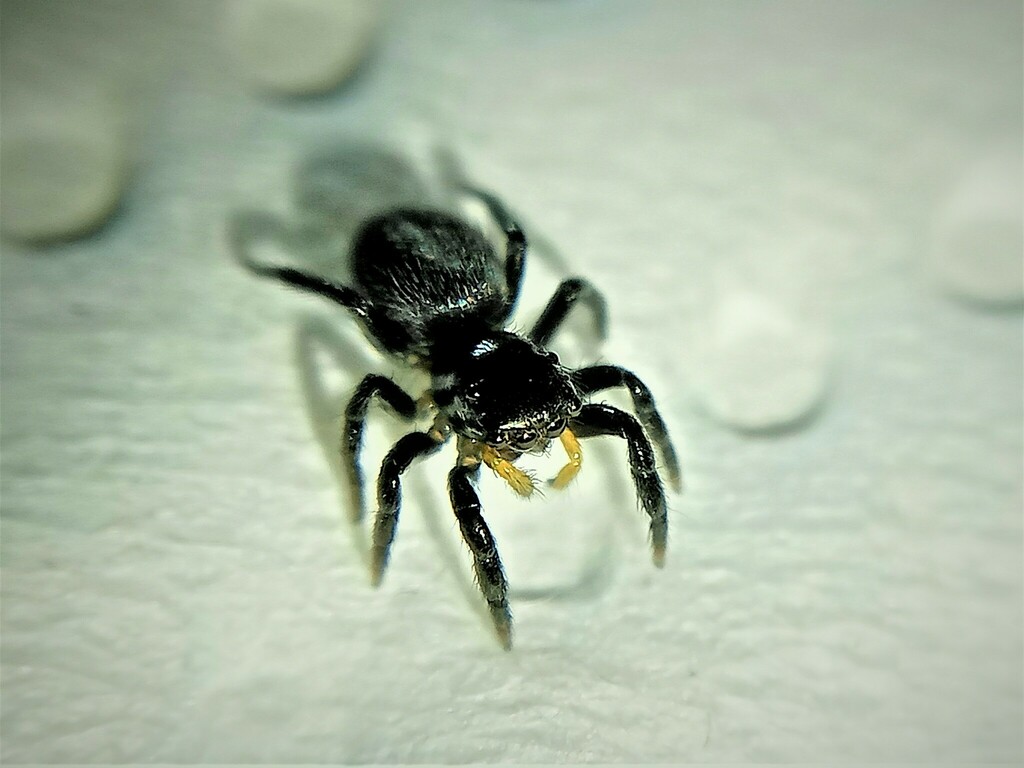 Chalcoscirtus parvulus