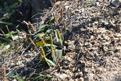 Plantago camtschatica