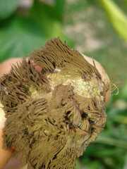 Stemonitis