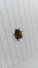 Anomala testaceipennis