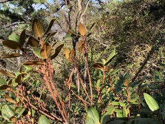 Rhododendron catawbiense
