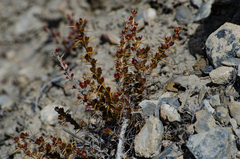 Berberis
