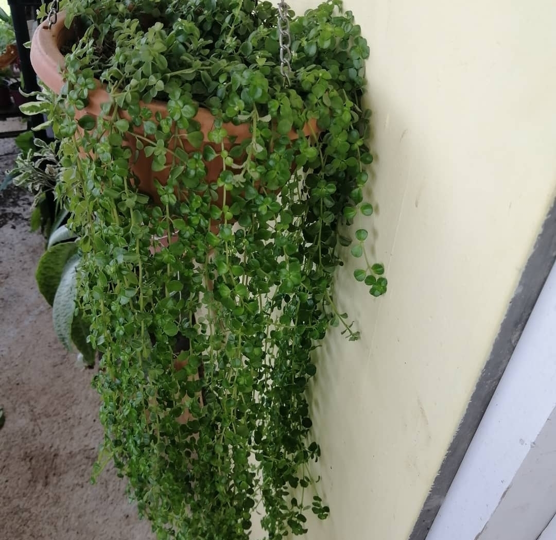 Depressed Clearweed (Pilea depressa)