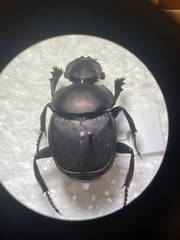 Canthon chalcites