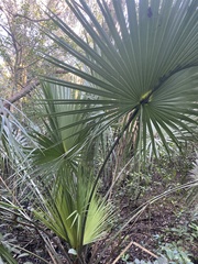 Coryphoideae