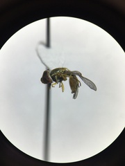 Toxomerus marginatus