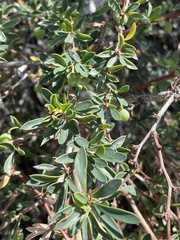 Berberis microphylla