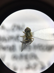 Toxomerus marginatus