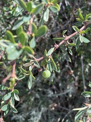 Berberis microphylla