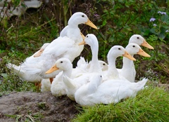 Anas platyrhynchos domesticus