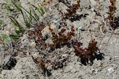 Berberis