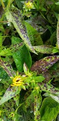 Septoria rudbeckiae