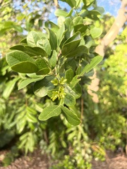 Pithecellobium keyense