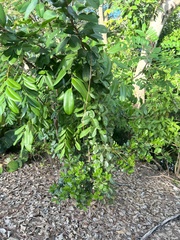 Pithecellobium keyense