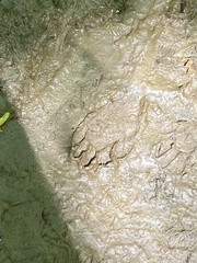 Didelphis virginiana