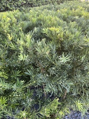 Tournefortia gnaphalodes