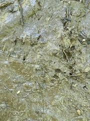 Didelphis virginiana