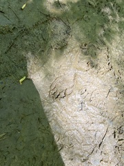 Didelphis virginiana