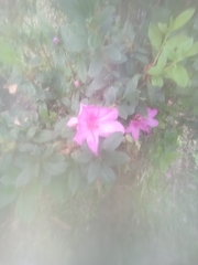 Rhododendron indicum