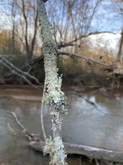 Flavoparmelia caperata