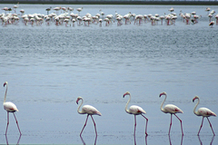 Phoenicopterus roseus