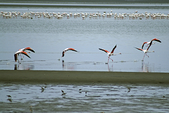 Phoenicopterus roseus