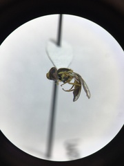 Toxomerus marginatus